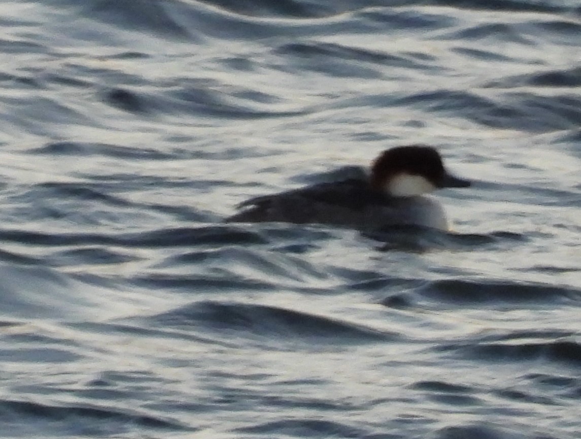 מרגון גמדי - ML647854717