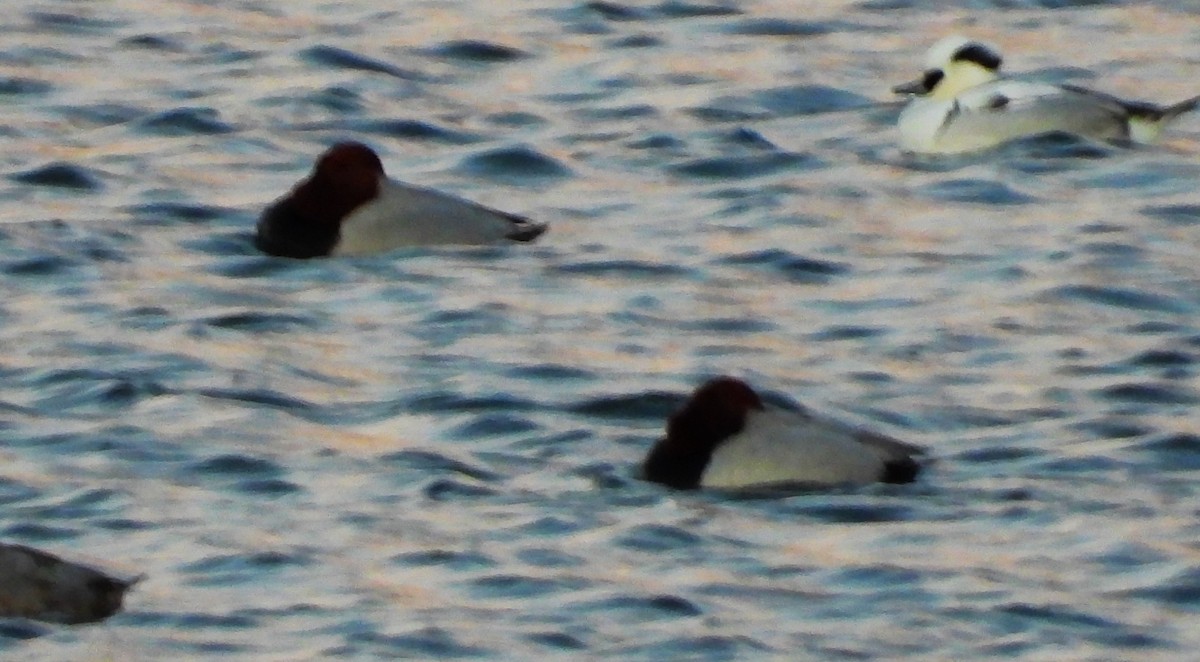 מרגון גמדי - ML647854726