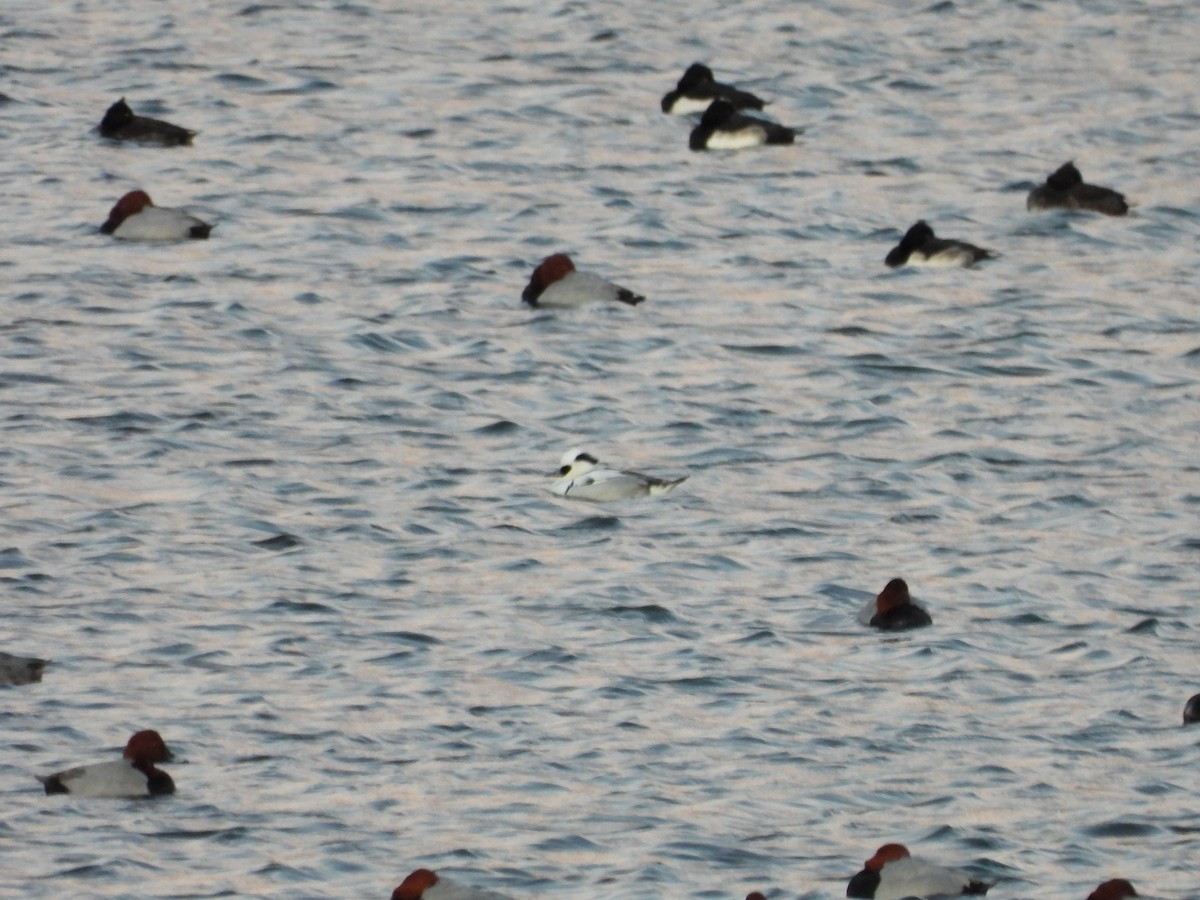 מרגון גמדי - ML647854727