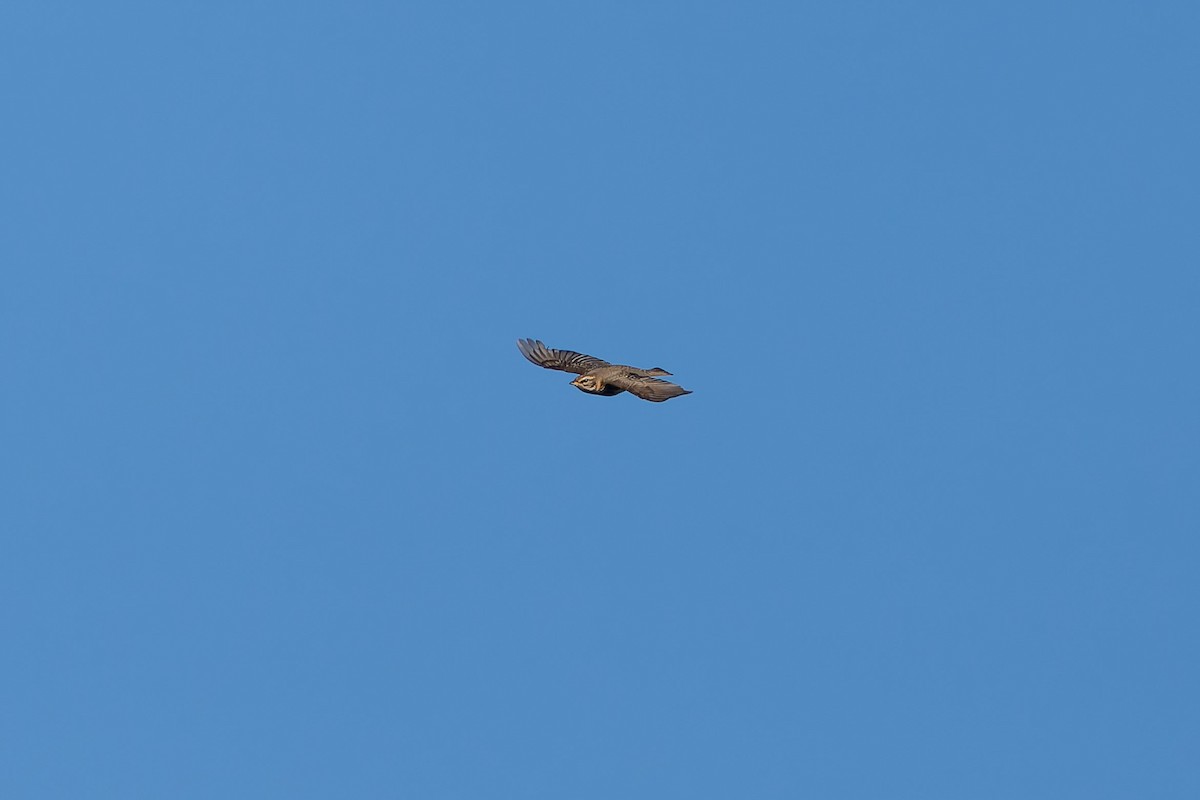 Grive mauvis - ML647854735