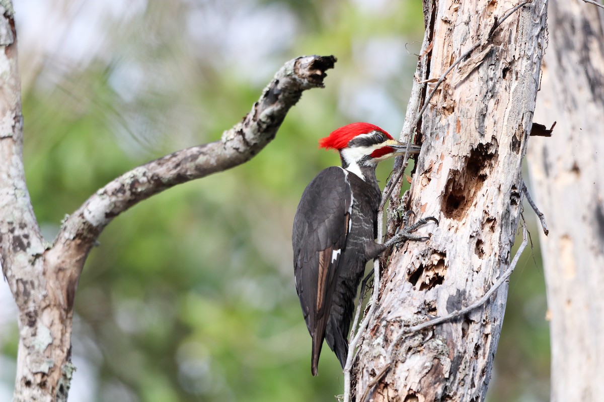 Pileated Woodpecker - ML647854841