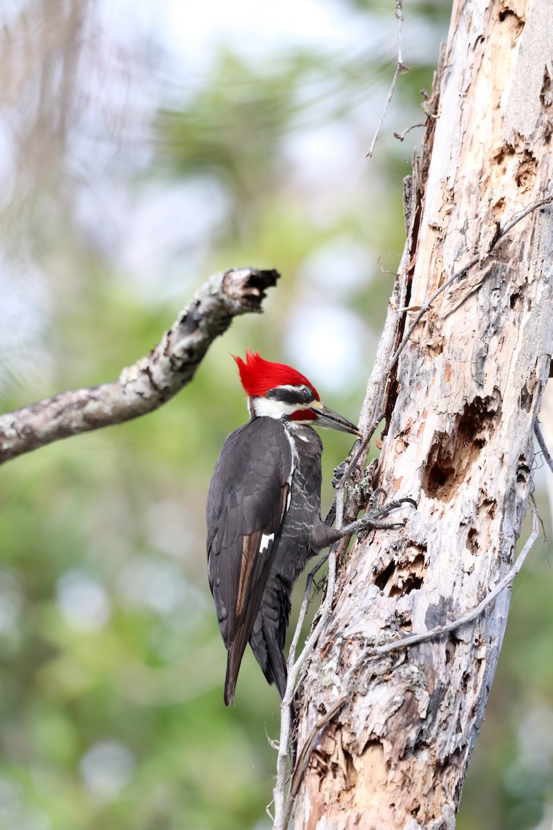 Pileated Woodpecker - ML647854842