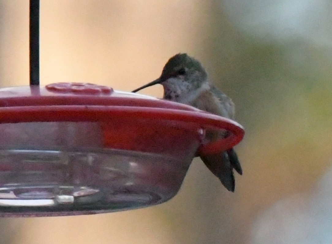 アカフトオハチドリ - ML647854858