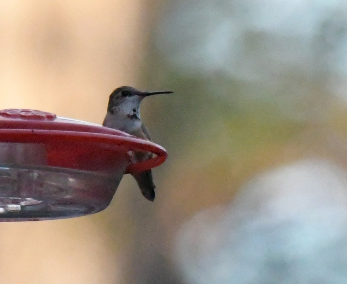 アカフトオハチドリ - ML647854859