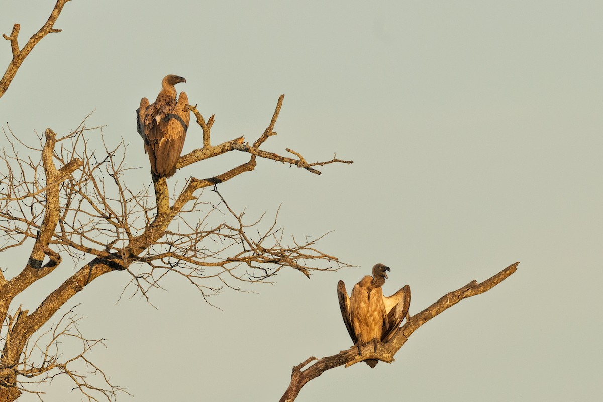 White-backed Vulture - ML647854861