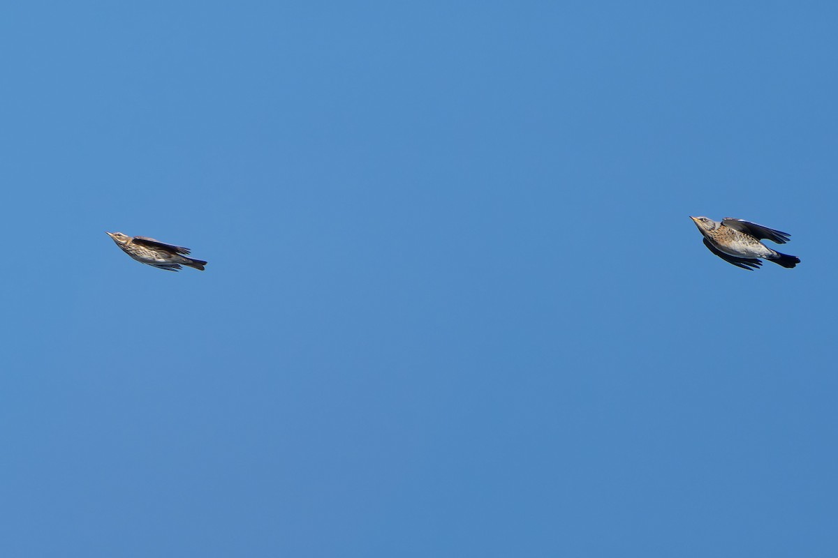 Grive mauvis - ML647854863