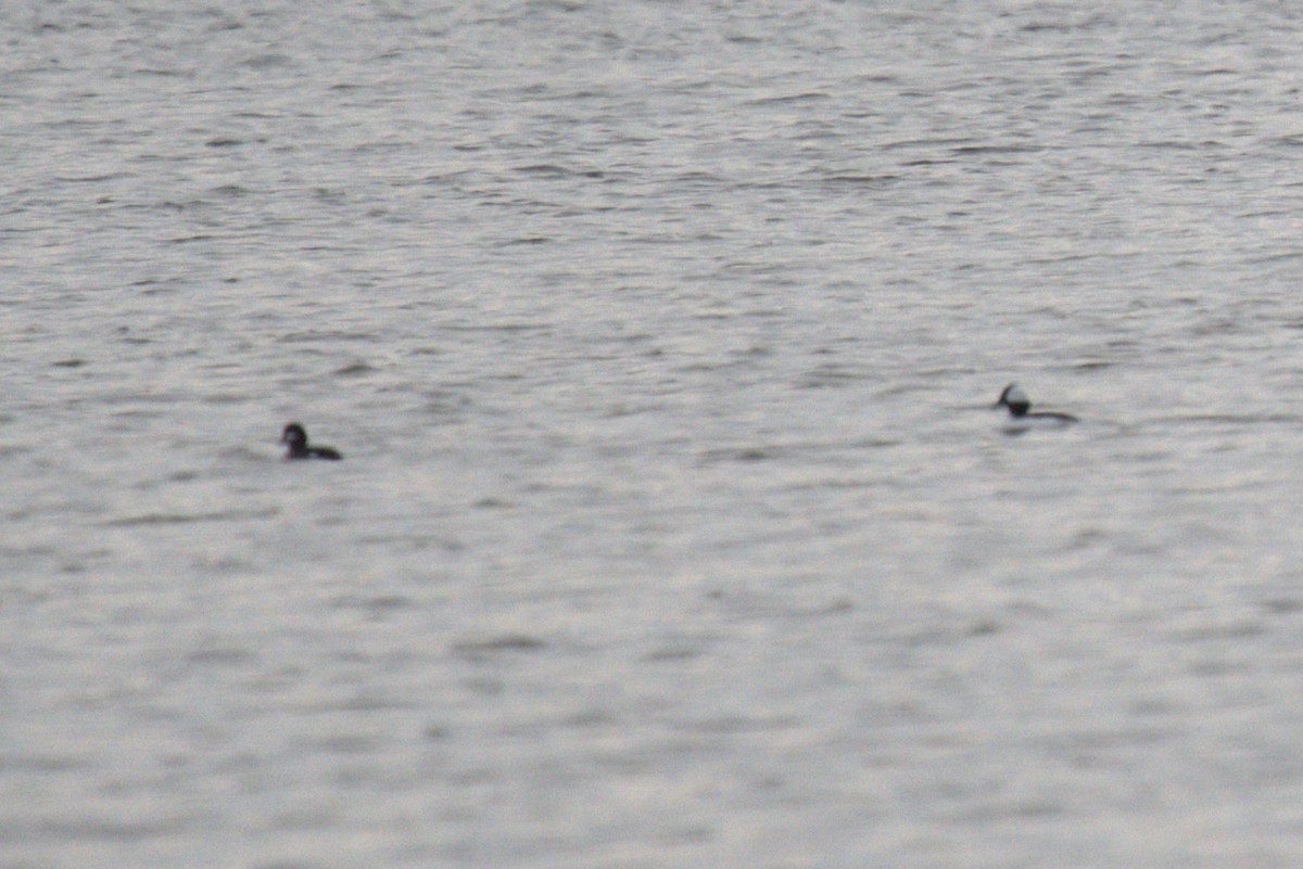Bufflehead - ML647854870