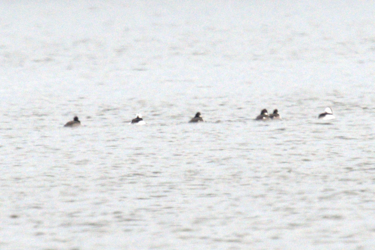 Bufflehead - ML647854871