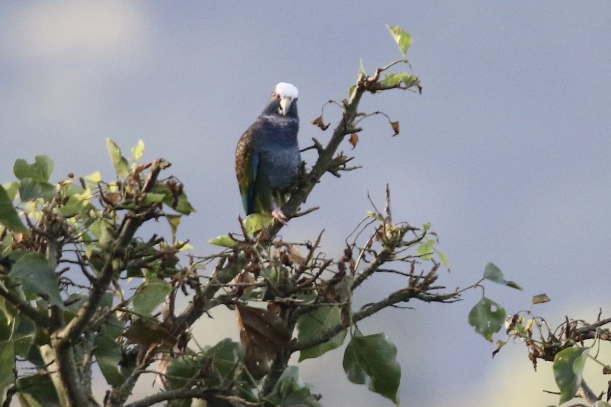 White-crowned Parrot - ML647854883