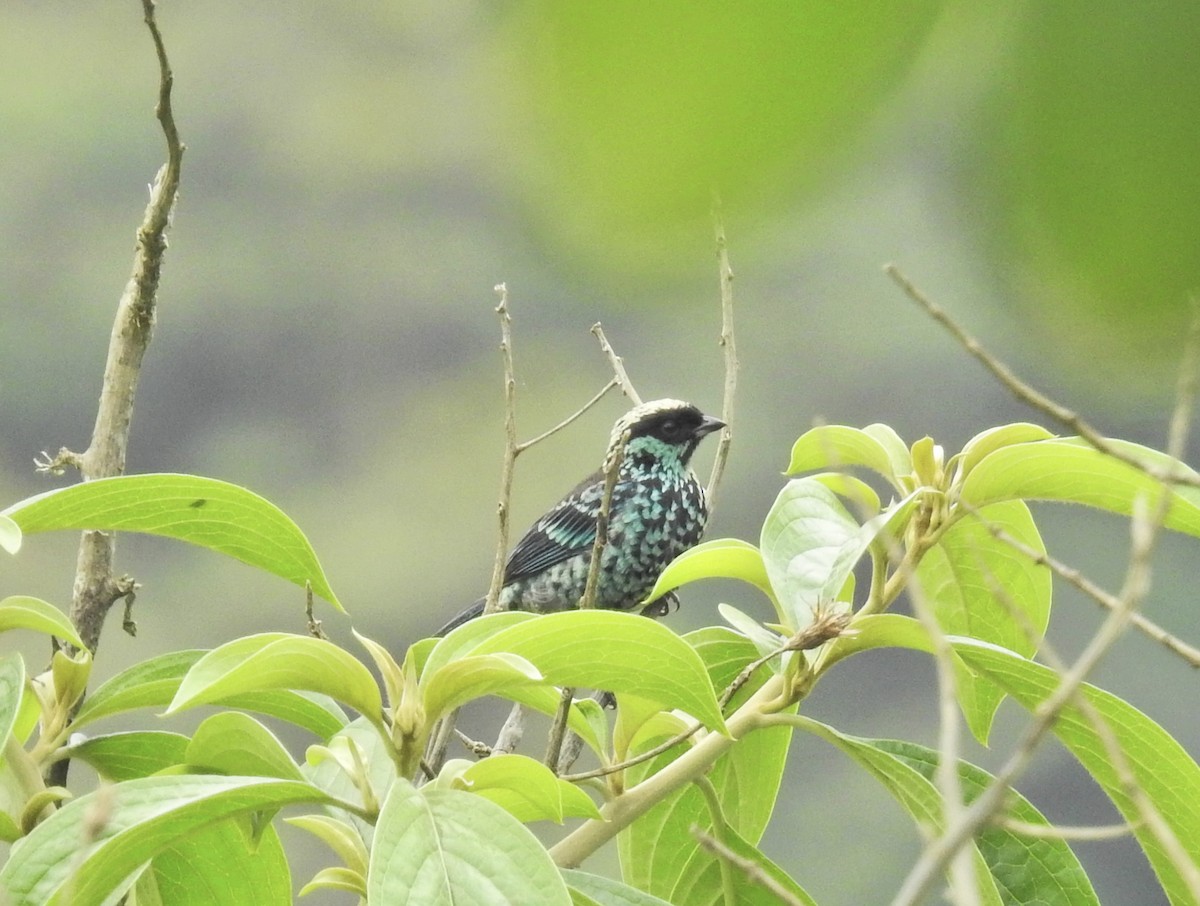 Beryl-spangled Tanager - ML647854901