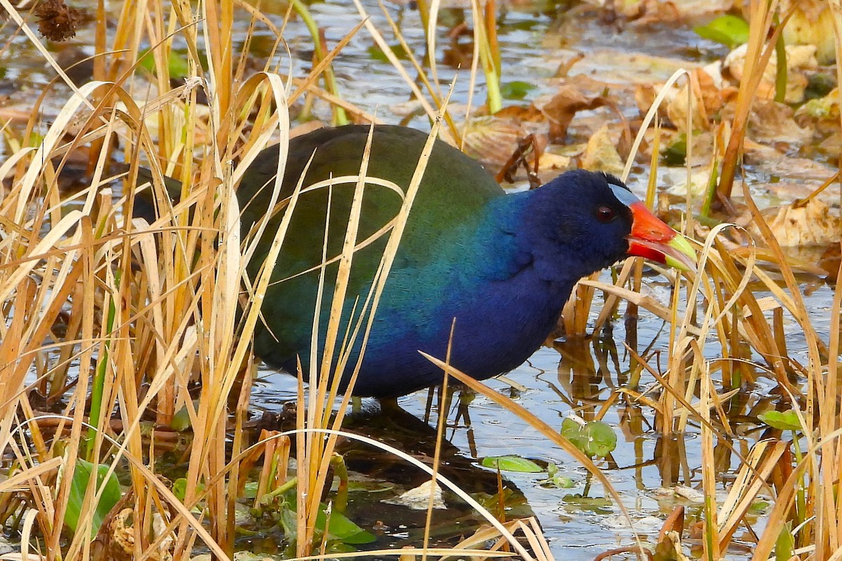 Purple Gallinule - ML647854903