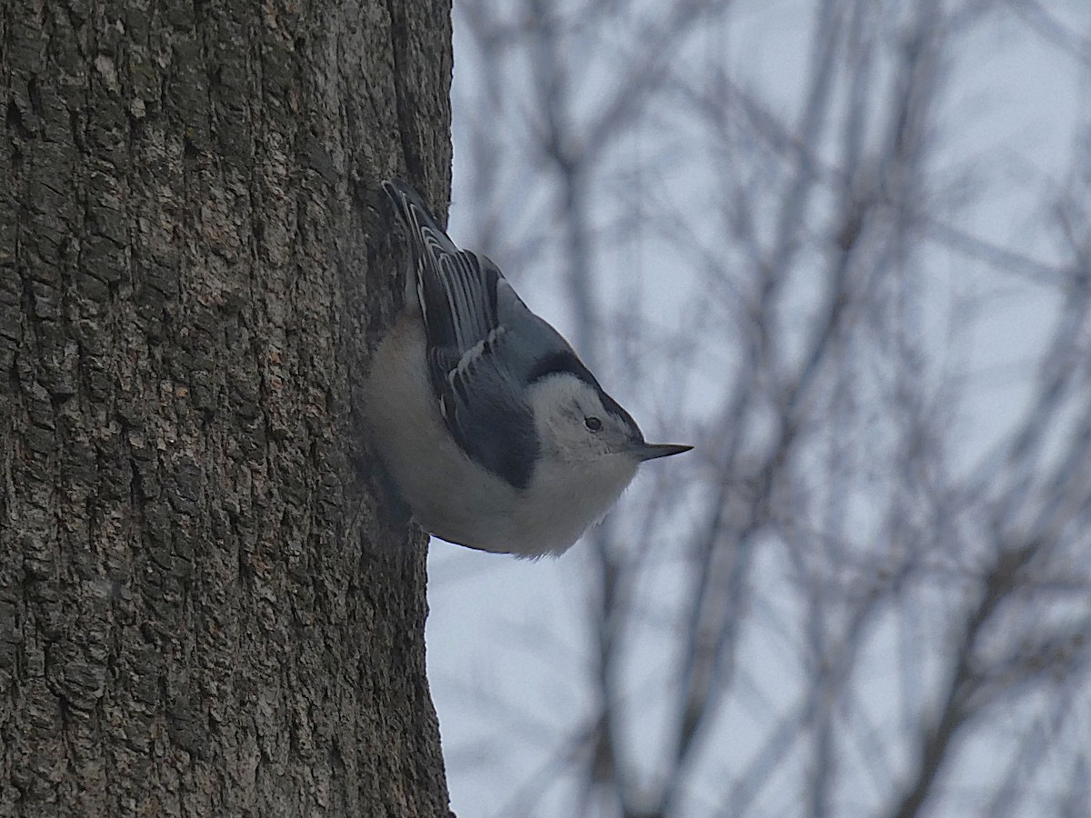 White-breasted Nuthatch (Eastern) - ML647854904