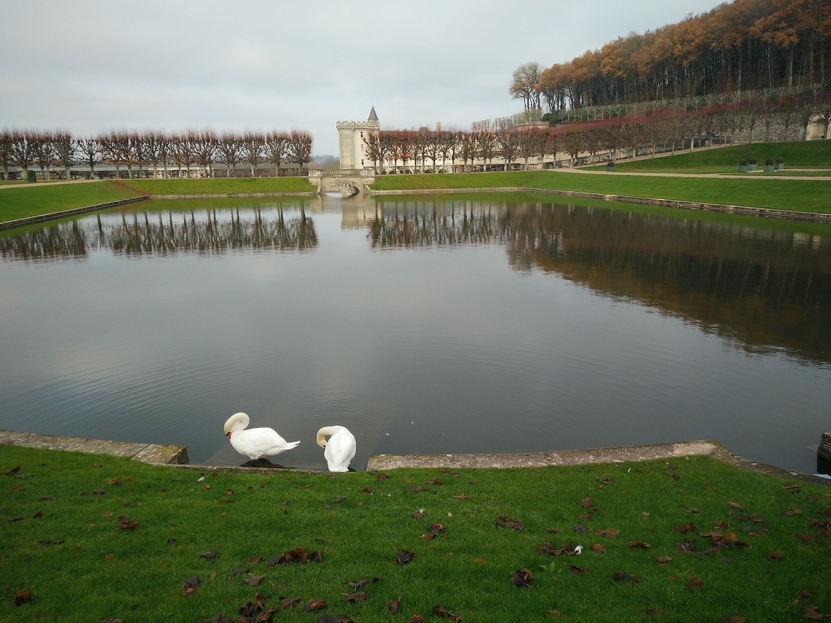 Mute Swan - ML647854905