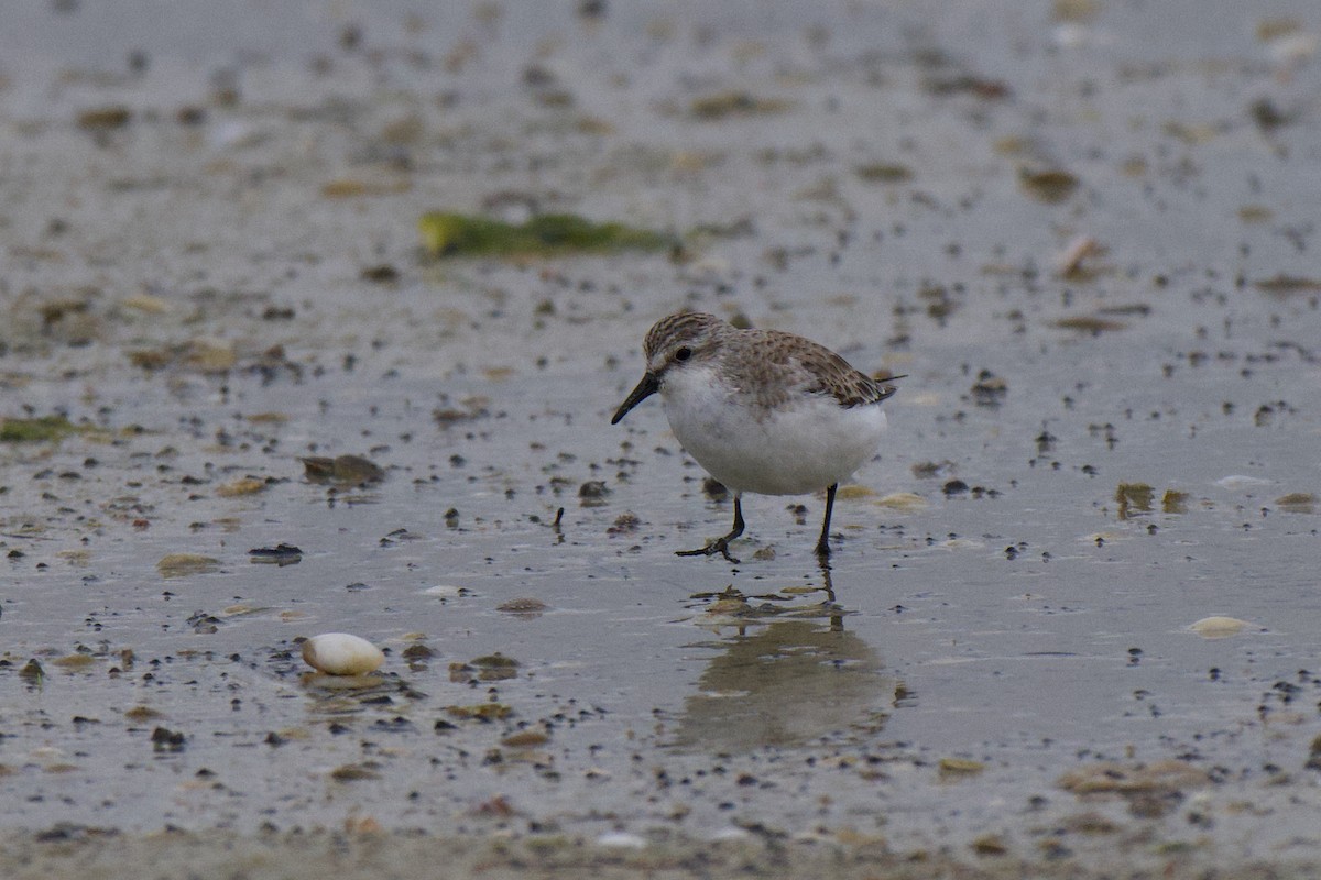 Red-necked Stint - ML647854906