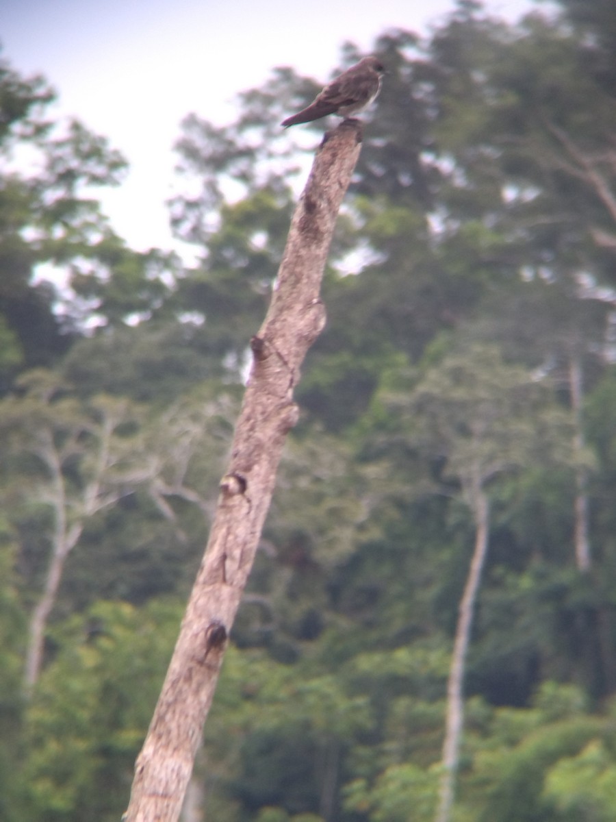 Brown-chested Martin - ML647854907