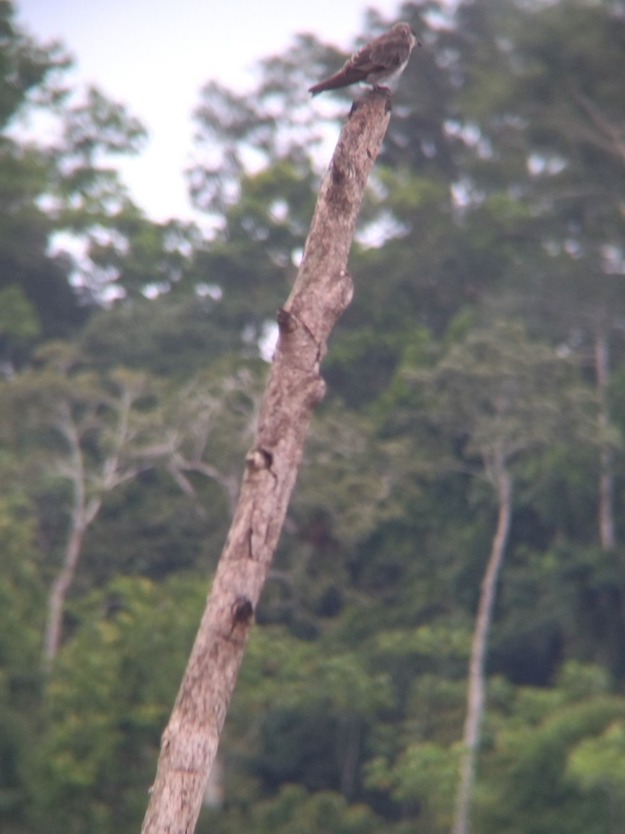 Brown-chested Martin - ML647854908