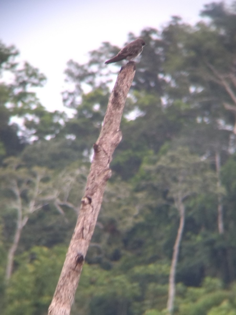 Brown-chested Martin - ML647854909