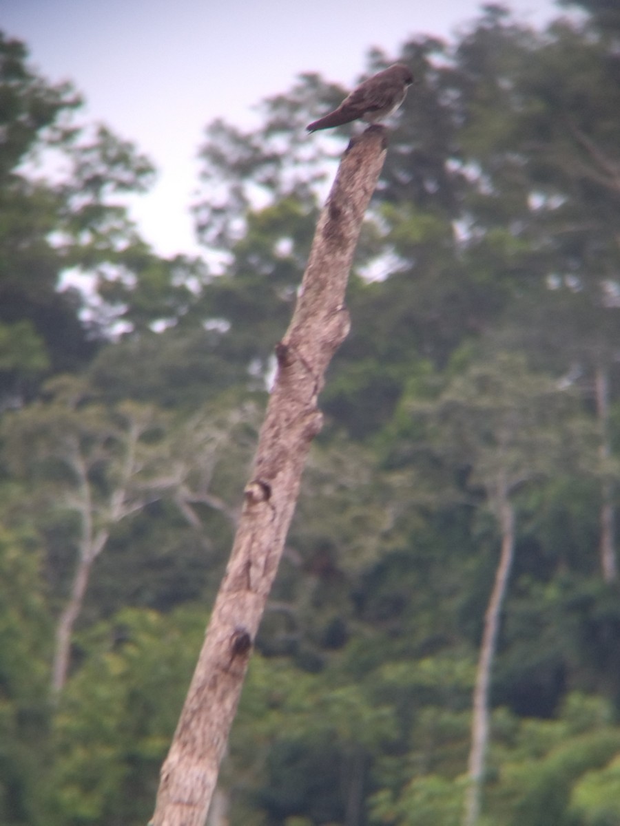 Brown-chested Martin - ML647854910