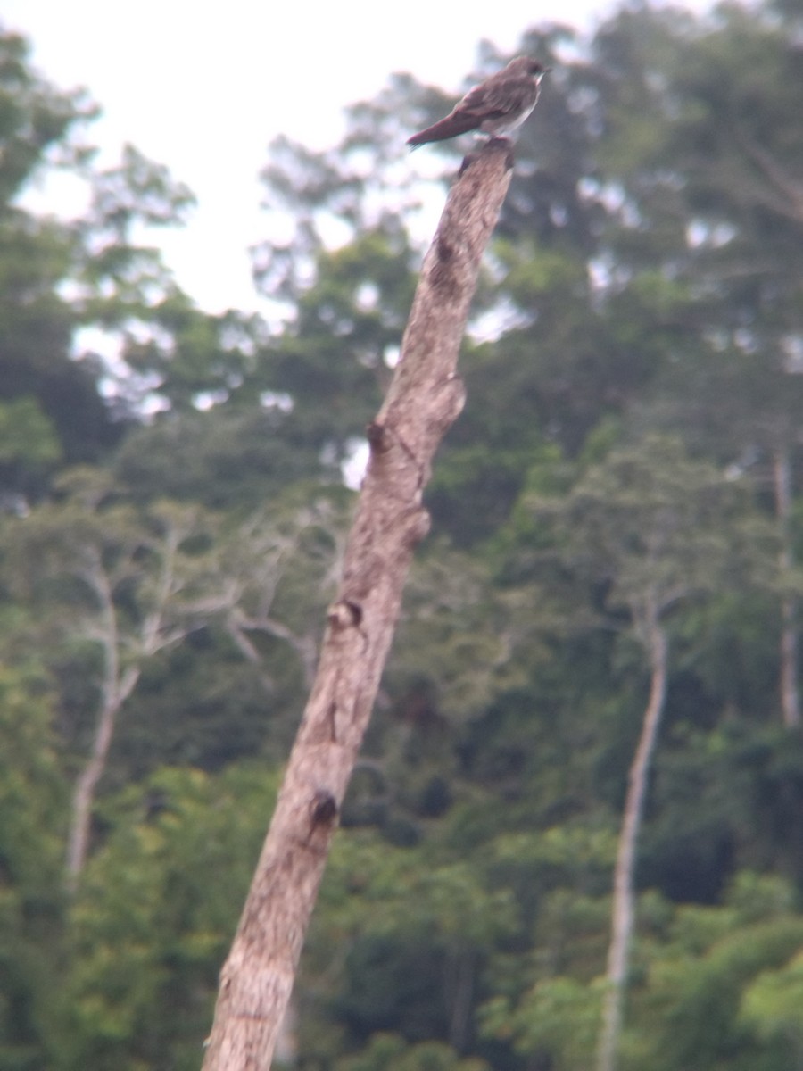 Brown-chested Martin - ML647854911