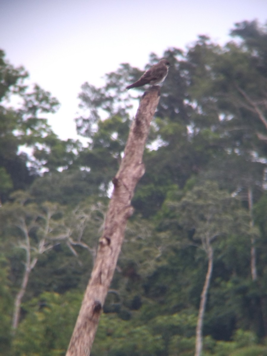 Brown-chested Martin - ML647854912