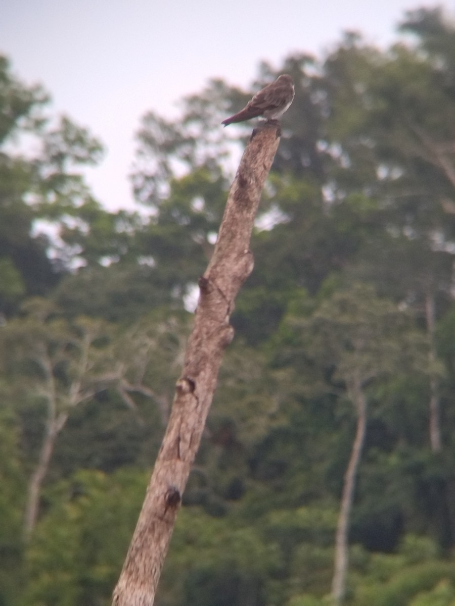 Brown-chested Martin - ML647854913