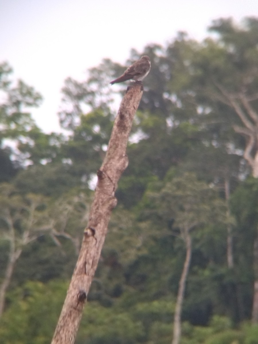 Brown-chested Martin - ML647854914