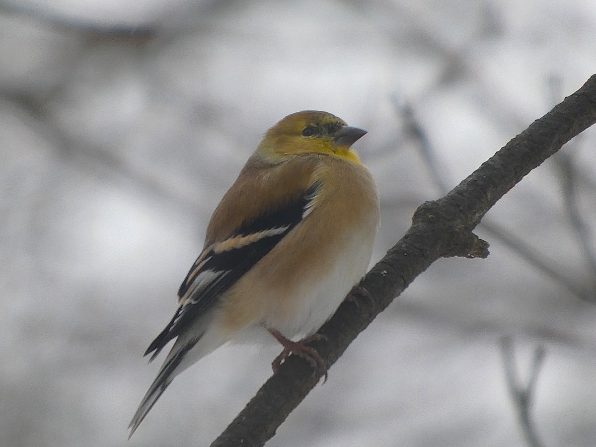 American Goldfinch - ML647854917