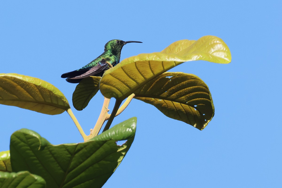 Green-throated Carib - ML647854918