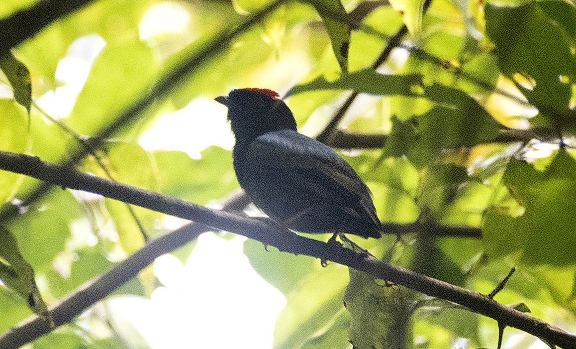 Blue-backed Manakin - ML647854919
