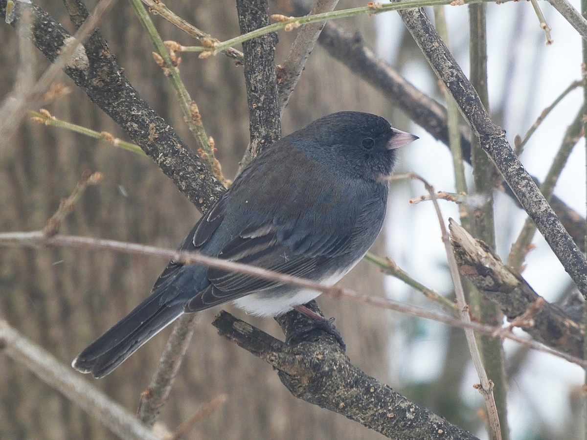 Dark-eyed Junco (Slate-colored) - ML647854920