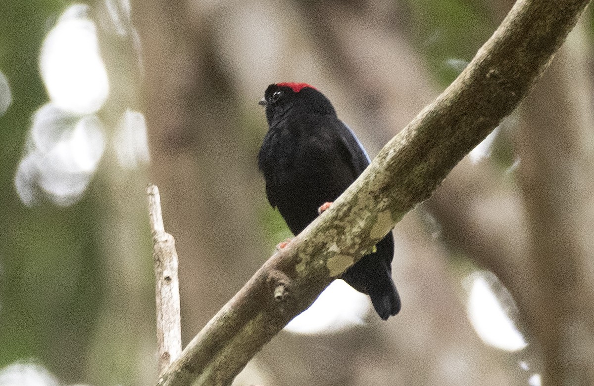 Blue-backed Manakin - ML647854921