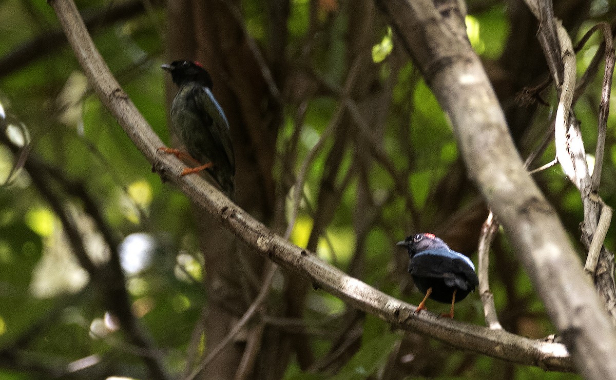 Blue-backed Manakin - ML647854922