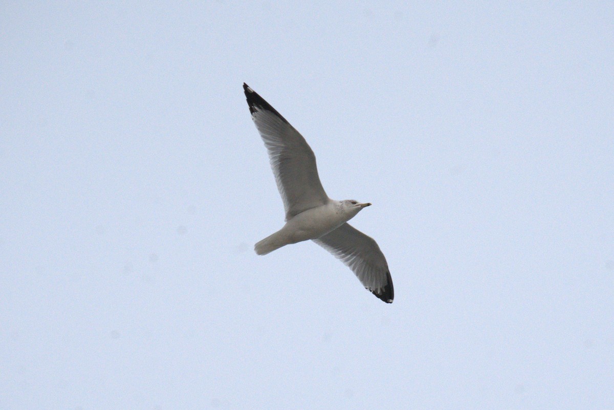 Ring-billed Gull - ML647854924