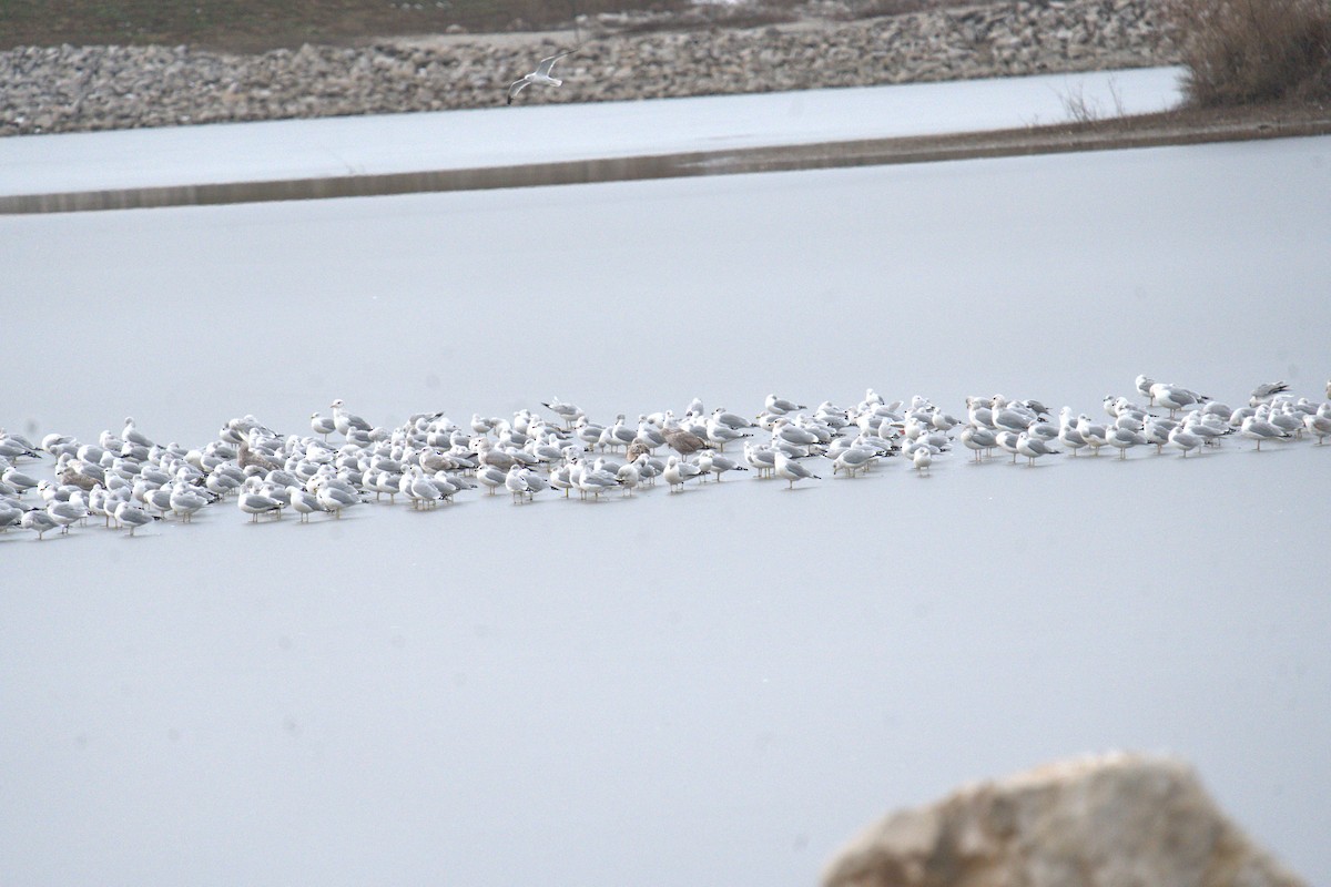 Ring-billed Gull - ML647854925