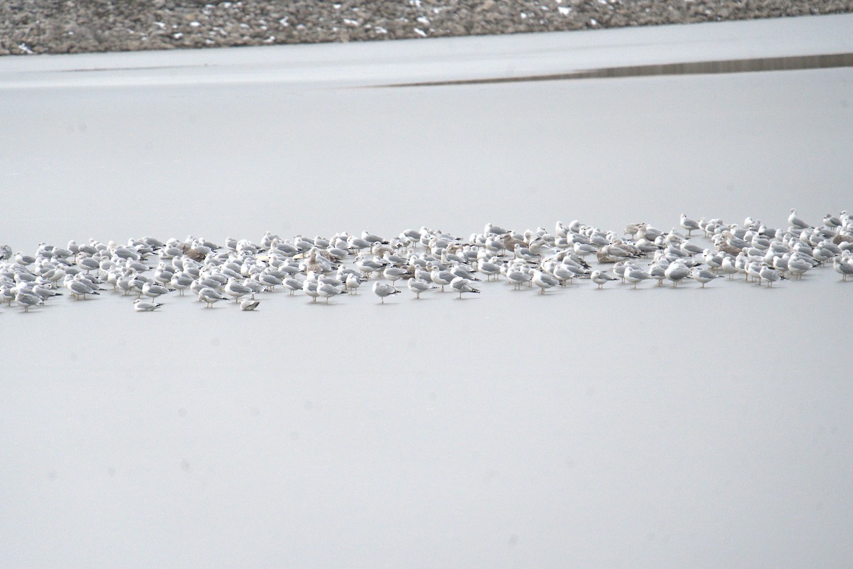 Ring-billed Gull - ML647854926