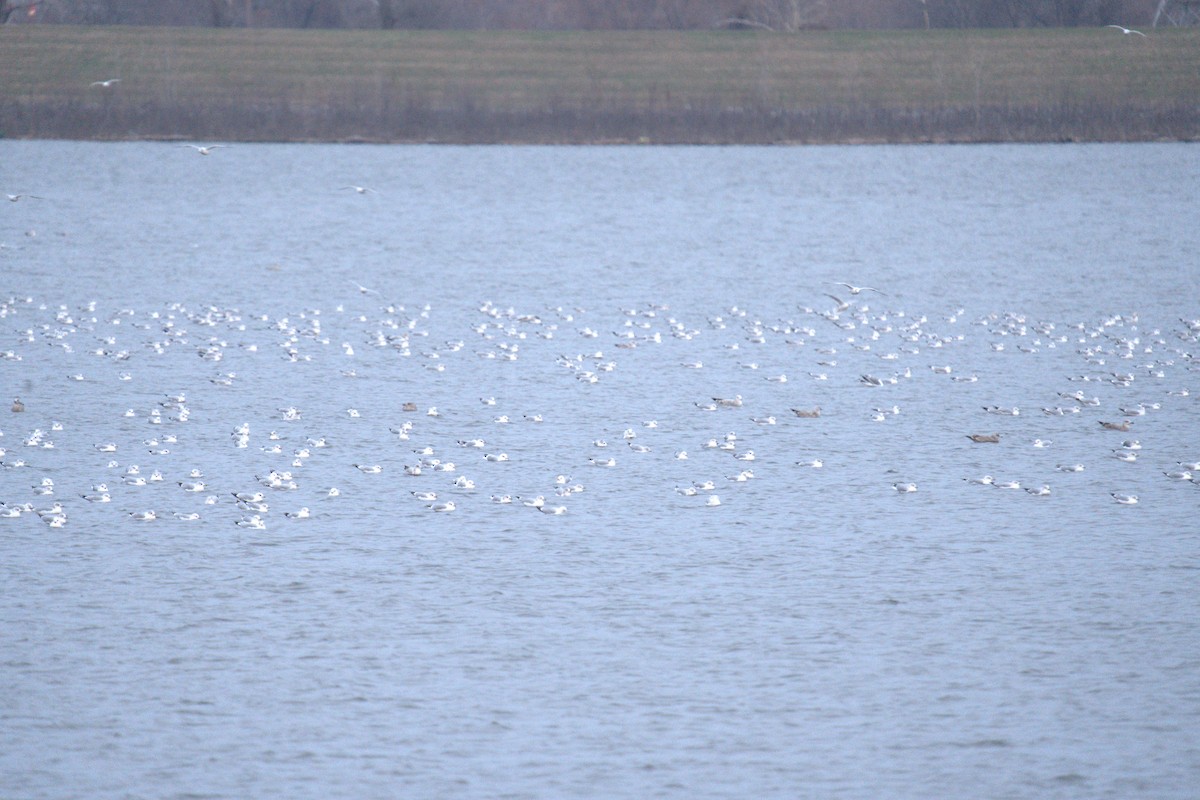 Ring-billed Gull - ML647854927