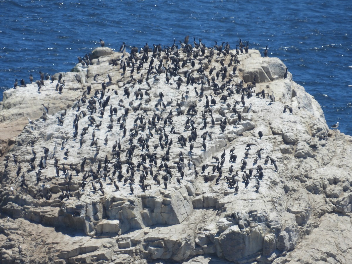 Guanay Cormorant - ML647854929