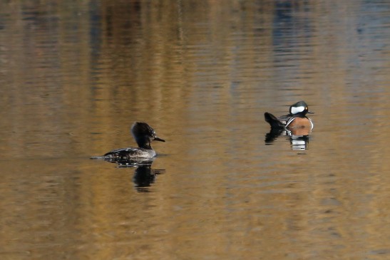 Hooded Merganser - ML647854932