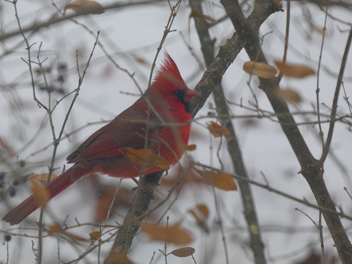 Northern Cardinal - ML647854934