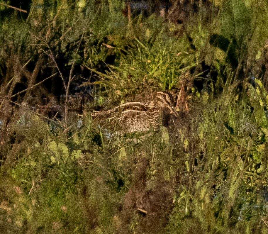 Wilson's Snipe - ML647854955