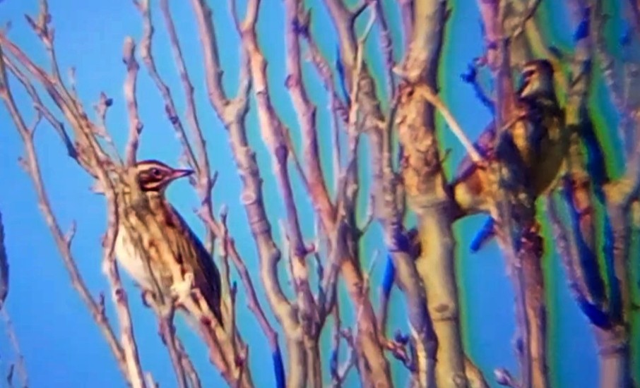 Grive mauvis - ML647854968