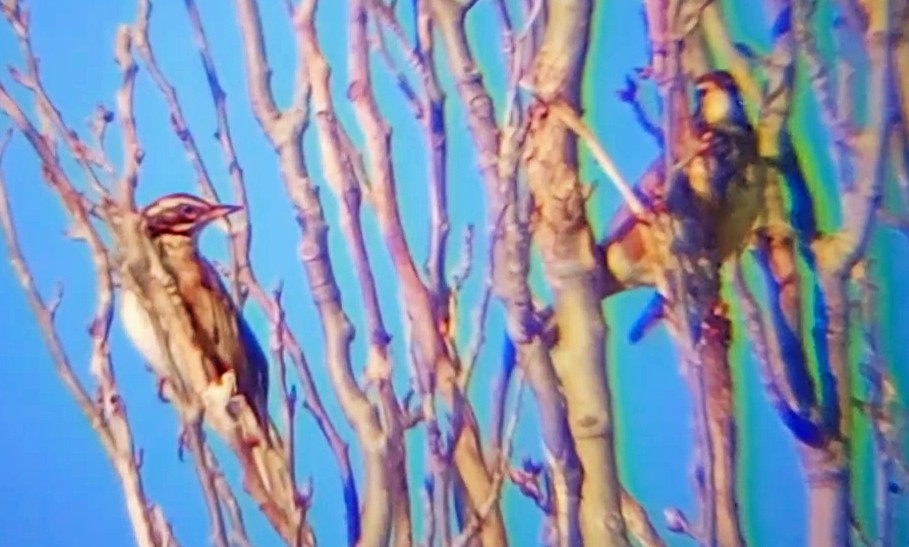 Grive mauvis - ML647854970