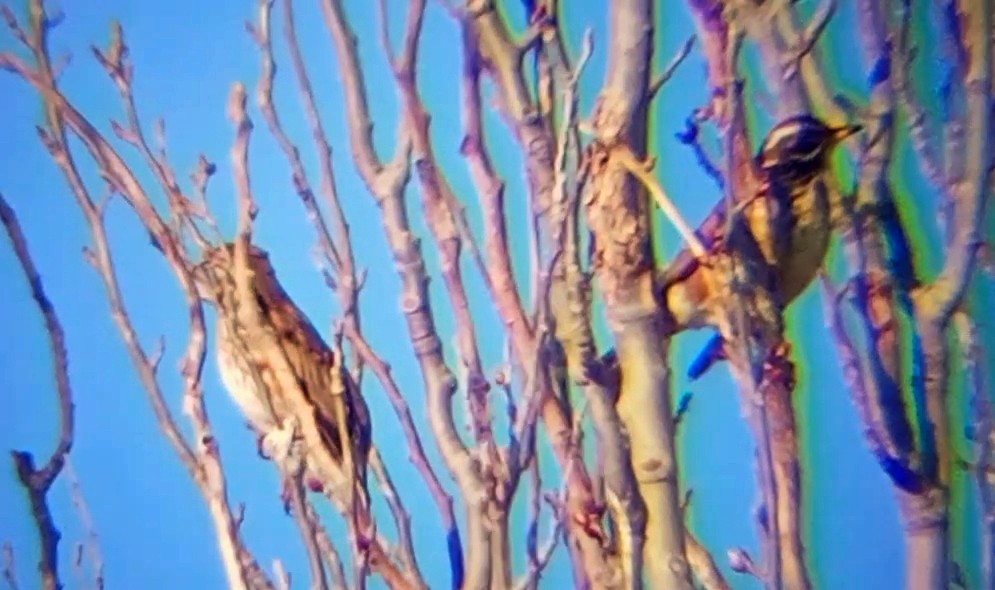 Grive mauvis - ML647854974