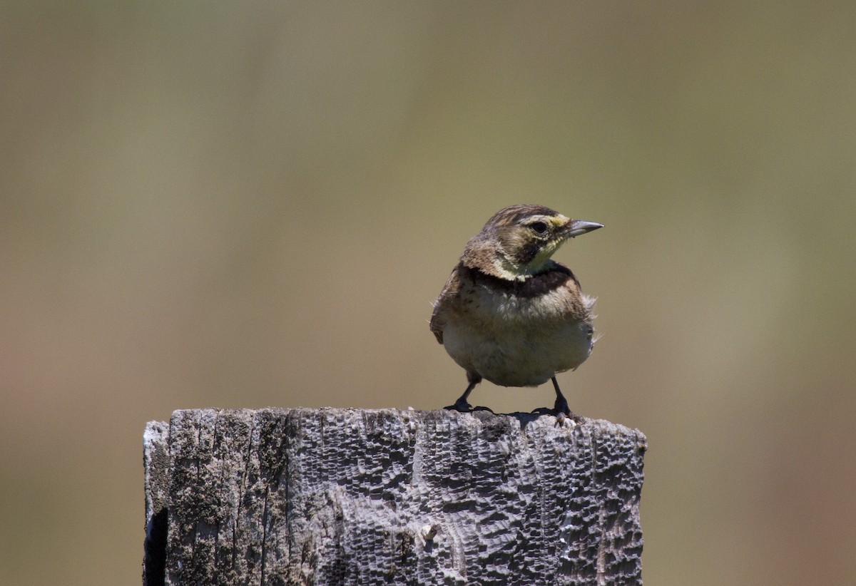 ハマヒバリ - ML647854993