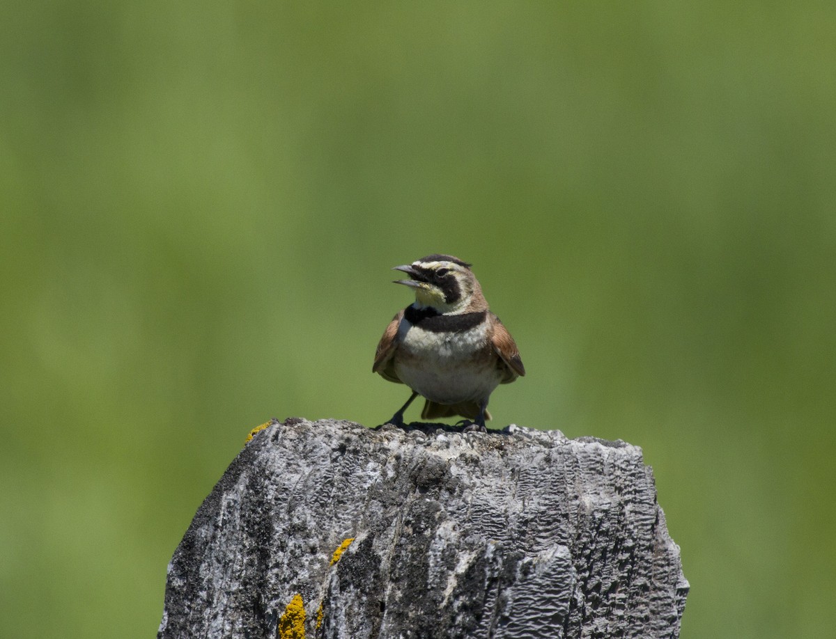 ハマヒバリ - ML647854994