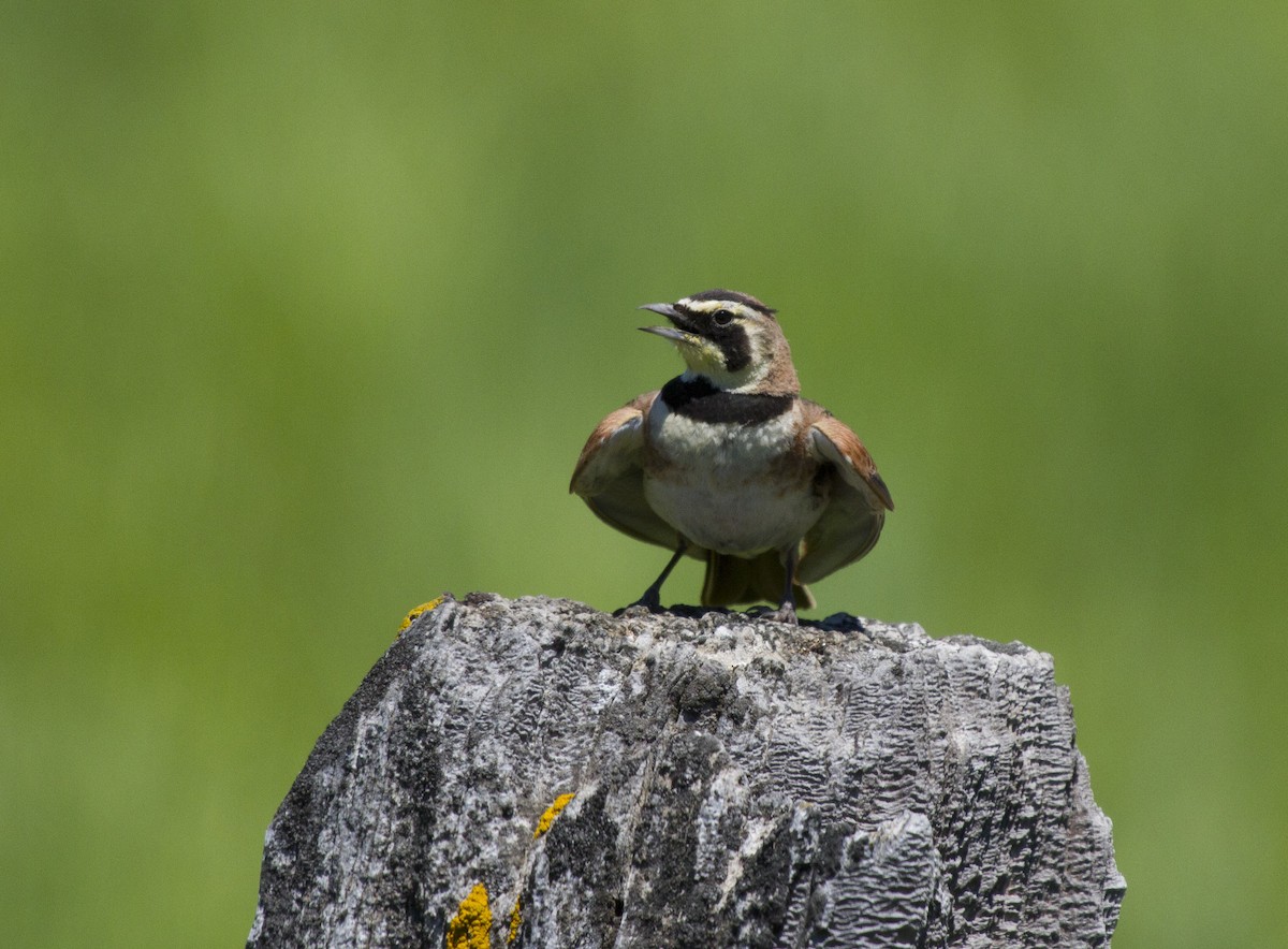 ハマヒバリ - ML647854995