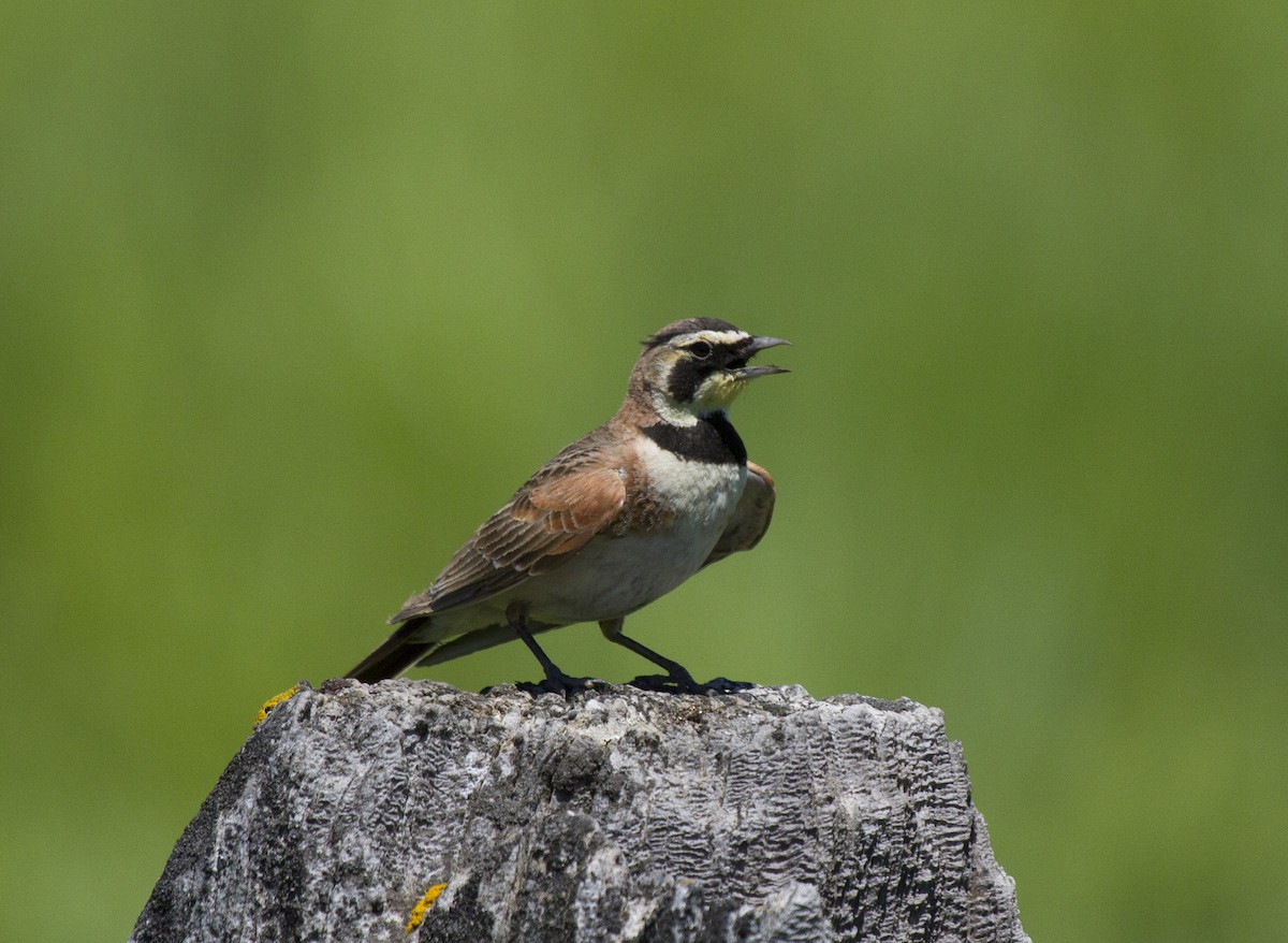 ハマヒバリ - ML647854996