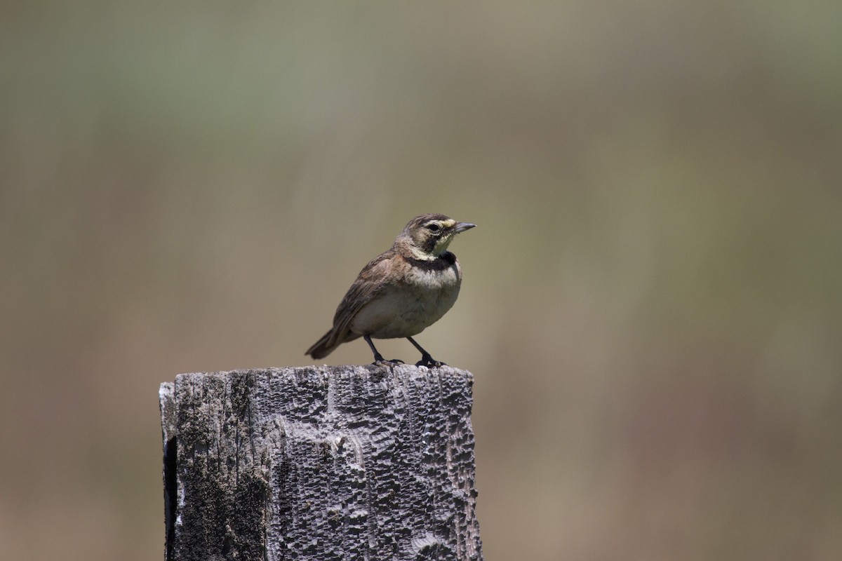 ハマヒバリ - ML647854997