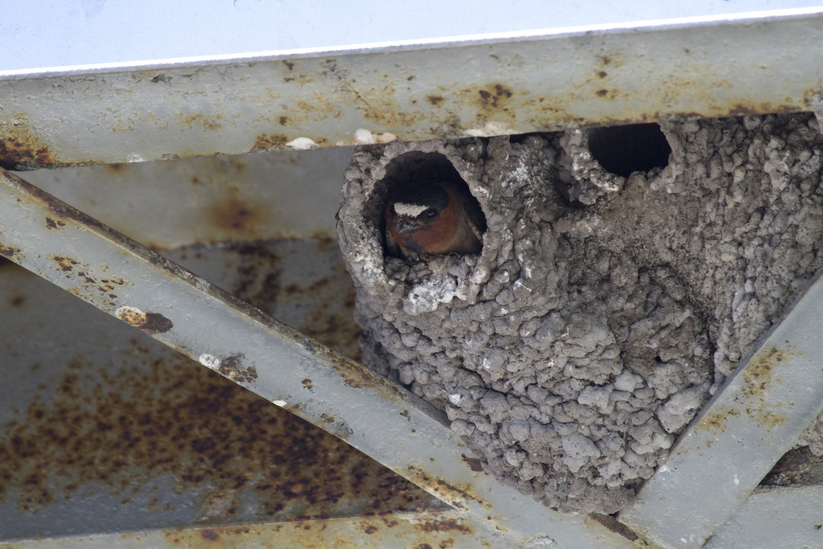 סנונית אמריקנית - ML647855023