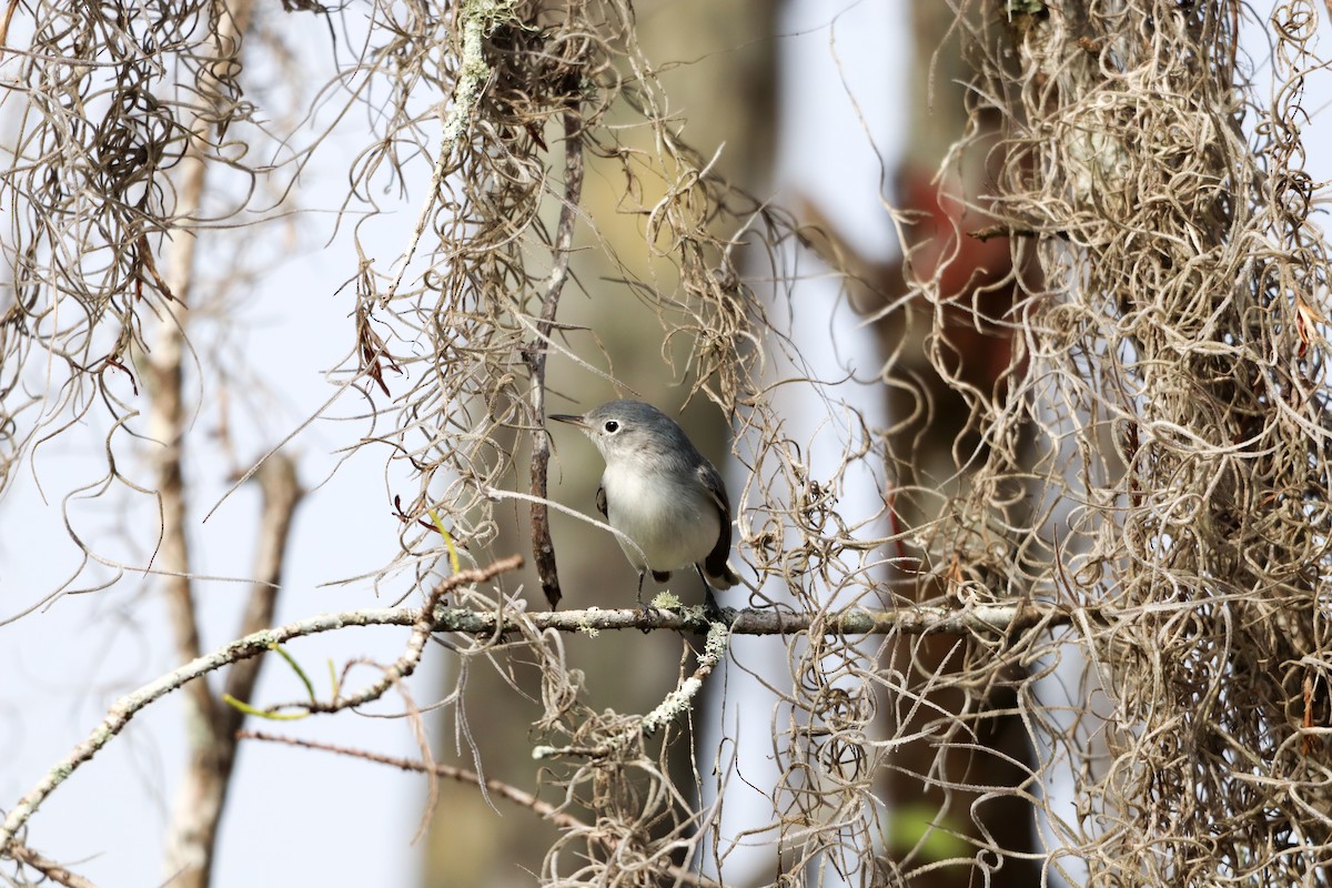 ブユムシクイ - ML647855025